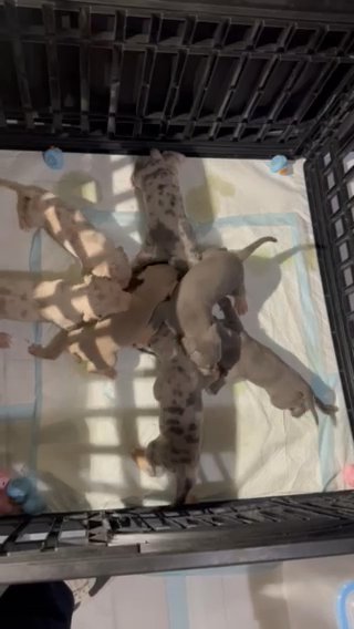 American Xl Bully Puppies in San Bernardino, California
