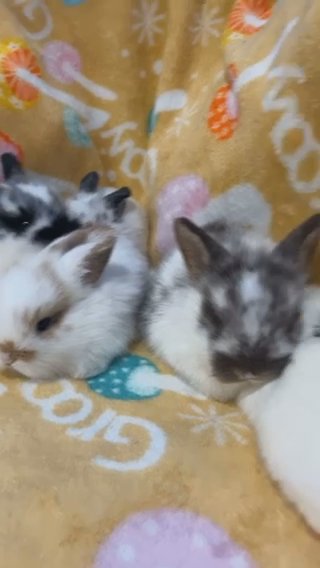 lionhead lop mixes in Enfield, Connecticut