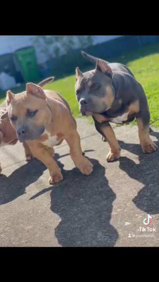 American Bully in Cleveland, Ohio