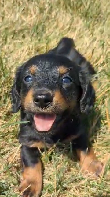 Delilah in Goshen, Indiana