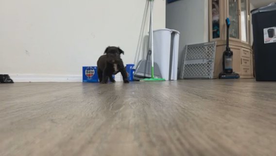Female Fluffy Frenchie in Lakeland, Florida