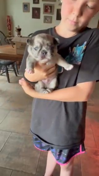 Fluff Teddy in Stephenville, Texas