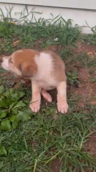 Puppy For Sale in Lilburn, Georgia