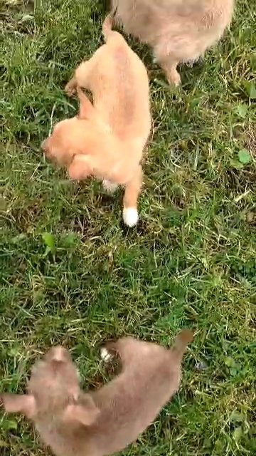 Chihuahua Yorkie Bichon in Mount Morris (Township), Michigan