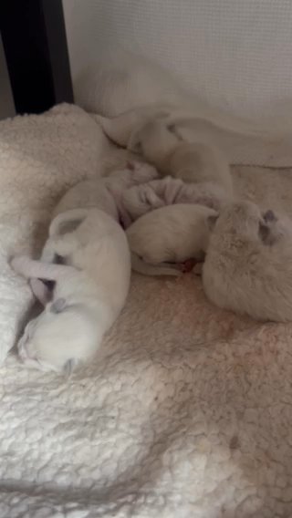 Ragdoll Kittens in Lawrenceville, Georgia