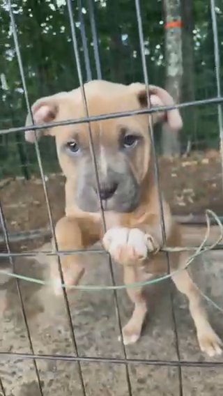 american bully puppy in Martinsville, Virginia