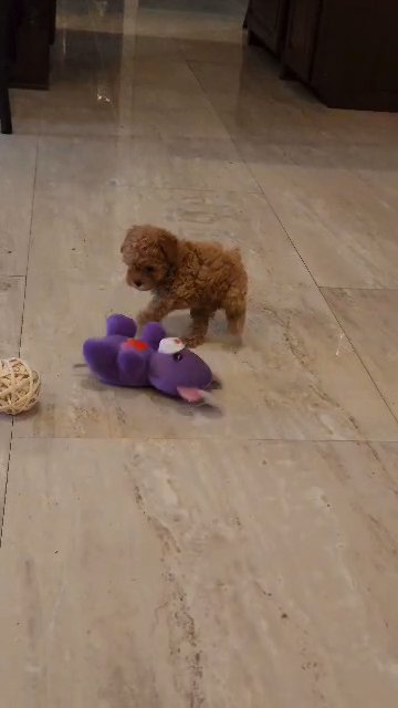 Toy Female Maltipoo in Edinburg, Texas