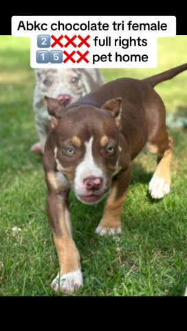 Abkc Chocolate Tri Female in Battle Creek, Michigan