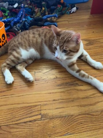 Hi Im Simba in Chicago, Illinois