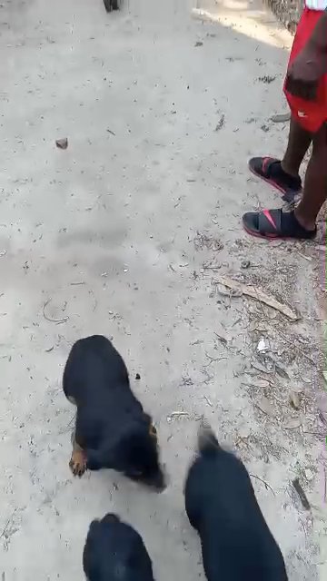Rottweilers pups in Dallas, Texas