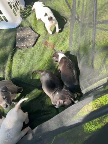 American Bully in Fayetteville, North Carolina
