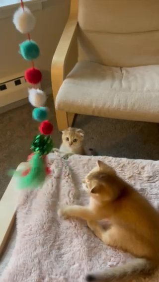 Purebred Scottish Fold Kittens in Philadelphia, Pennsylvania