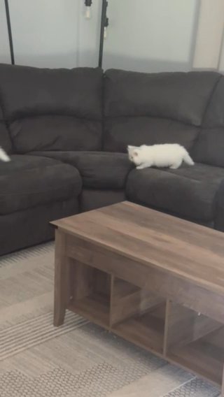 Purebred Persian Female kittens White in Ham Lake, Minnesota