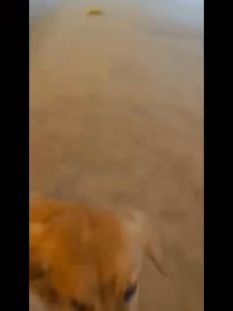 Golden retriever puppy in North Haven, Connecticut