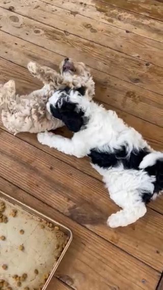 Mini Golden doodles in Atlanta, Georgia