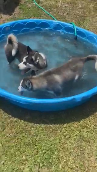 Husky Puppies in Wilmington, North Carolina