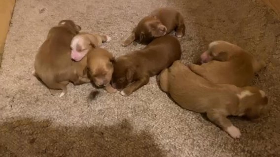Australian Golden Doodles in Minneapolis, Minnesota