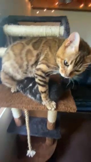 Silver Bengal Male in Wilmington, North Carolina