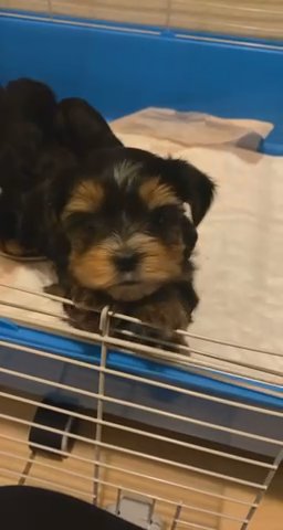 Yorkie in Riverside, California