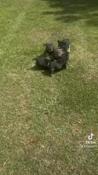 BULLDOG PUPPIES in Greenville, South Carolina
