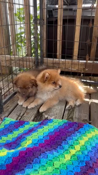 Pomeranian in Cambridge, Maryland