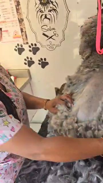 Mobile Dog Grooming in Columbia, South Carolina
