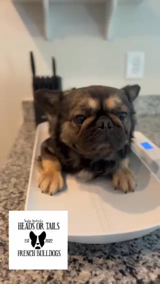 AKC Fluffy Male French Bulldog in Statesville, North Carolina