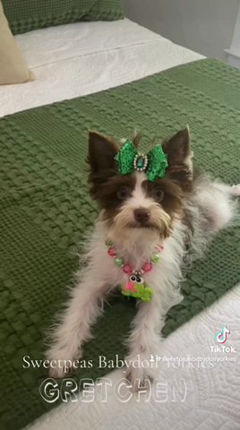 Gretchen in Clarksville, Tennessee