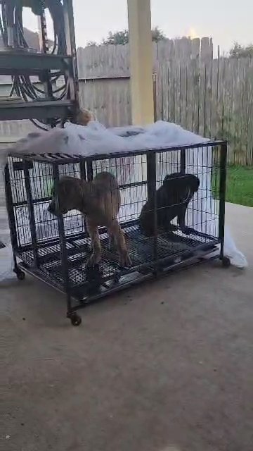 female cane corso puppy in Humble, Texas