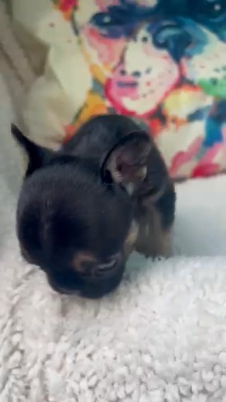 In NC Tiny Frenchie Girl Named Rosie in Fayetteville, North Carolina