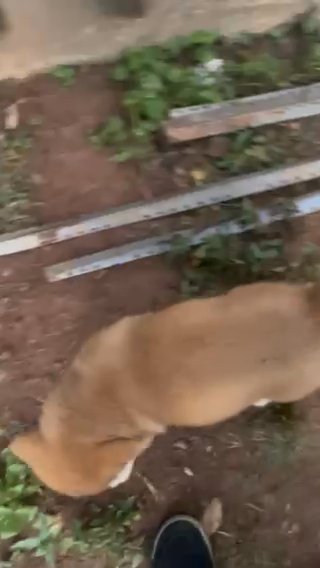 Puppys On Sale in Lilburn, Georgia