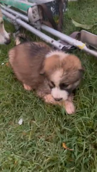 Puppy For Sale in Lilburn, Georgia