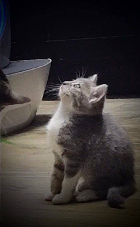 Baby KITTEN for Loving Home in San Antonio, Texas