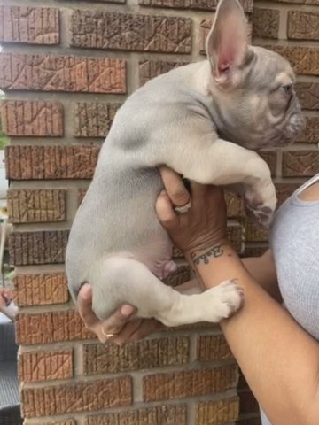 Fluffy Frenchie Carriers in Philadelphia, Pennsylvania