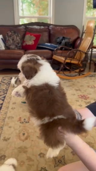 Shih Tzu Female in Montgomery, Alabama