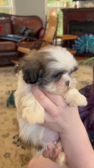 Shih Tzu Male in Montgomery, Alabama