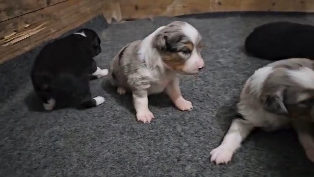 Mini Australian Shepherd Puppies (American Shepherd) in Ocala, Florida