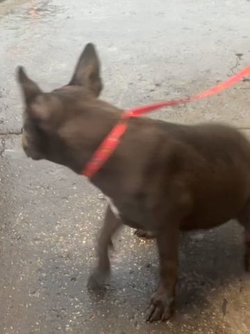 Pit Bulls Dog For Sells in Washington, District of Columbia