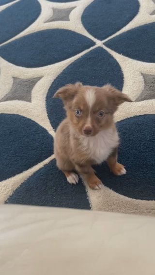 Toy Australian Shepard Pup in Dallas, Texas