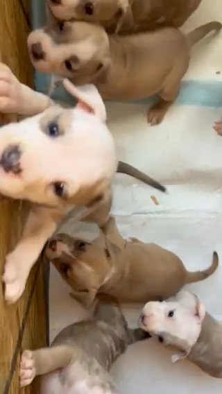 American Bully Pups in Phoenix, Arizona