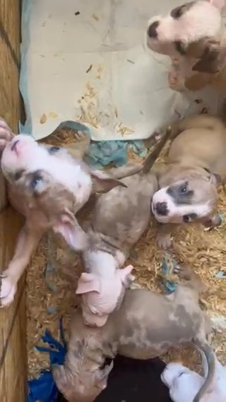 American Bully Puppies Ready For Homes!!! in Phoenix, Arizona