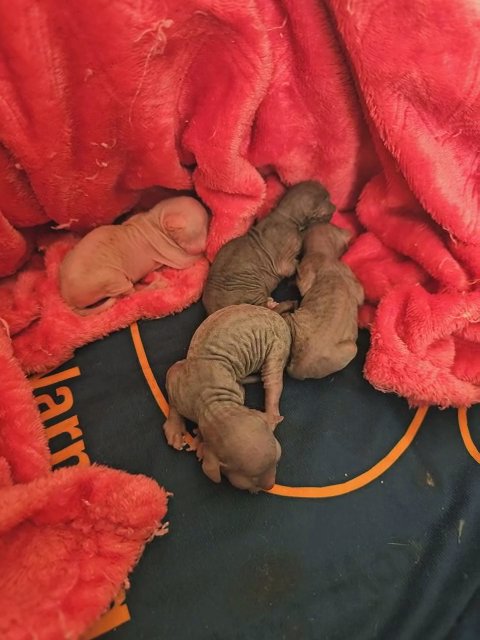 sphynx kittens in Lancaster, California