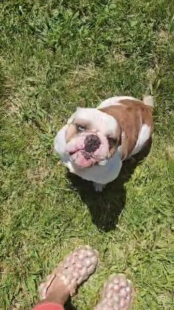 akc adult English bulldog in Lenox, Michigan