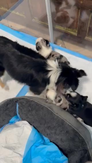 Red Merle Male Toy Aussie in Houston, Texas