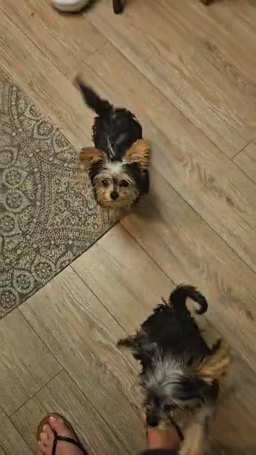Yorkie Puppies in California, Maryland