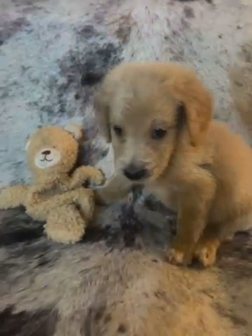 Biscuit The Mini Goldendoodle in Weatherford, Texas
