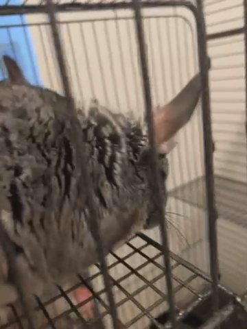 Chinchilla Pair in Weatherford, Texas