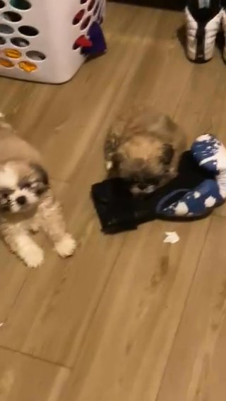 Shih Tzu in Columbia, South Carolina