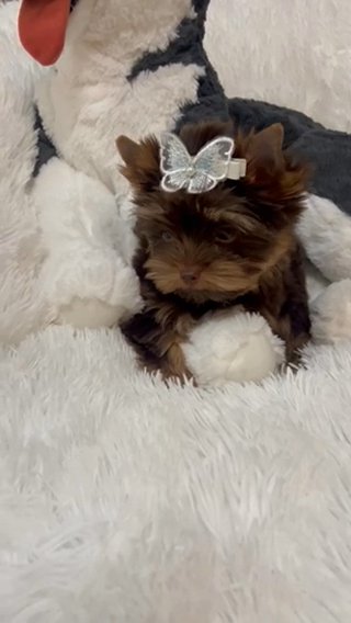 Emir Chocolate Tan Male Yorkie in Riverside, California