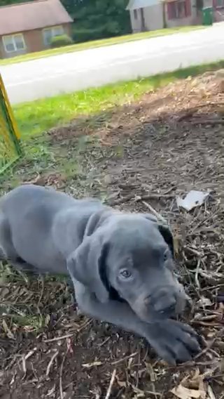 ICCF Cane Corso 9 Weeks old in Charlotte, North Carolina